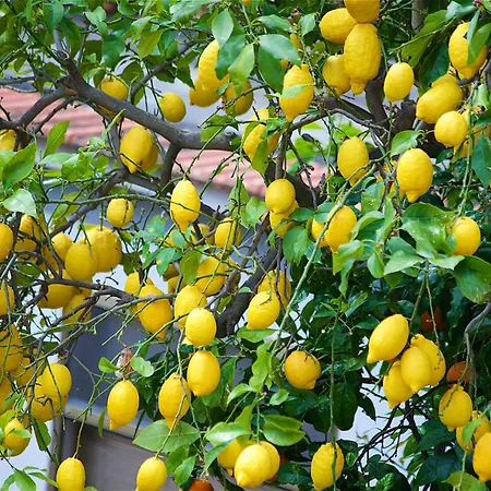 Il Giardino Segreto